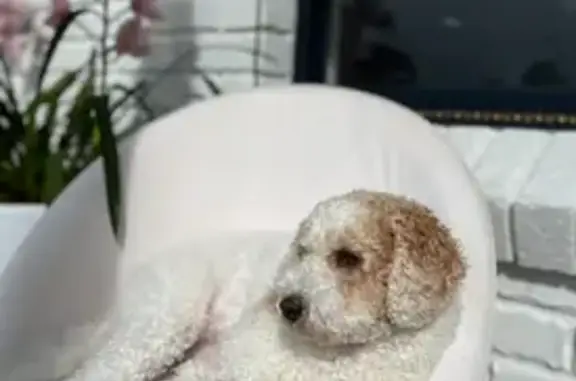 Lost Fluffy White Dog in Newcastle