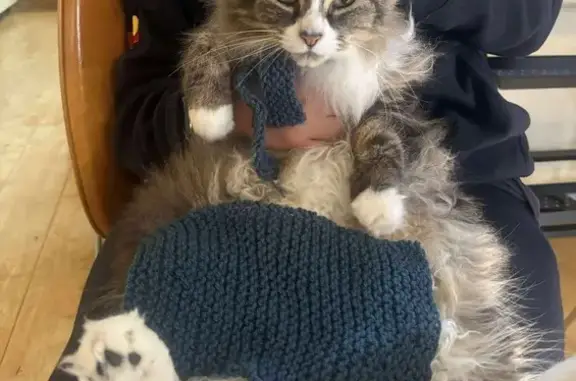 Lost pets , photo: Lost Tabby Cat: Hume St, Adelaide