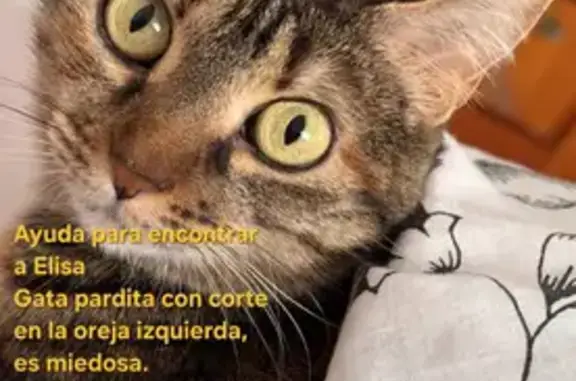 Gatita Atigrada Perdida en Madrid, Recompensa