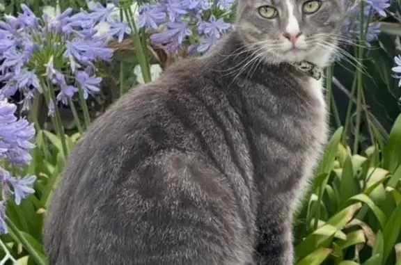 Missing cat , photo: Help Find Pluto: Missing Grey & White Cat