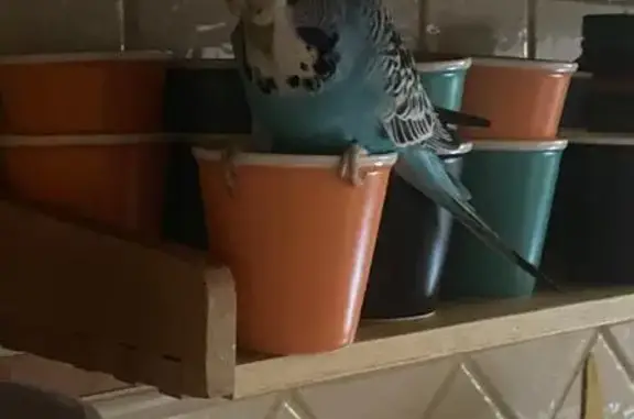 Lost Budgie: Blue & White in Pascoe Vale