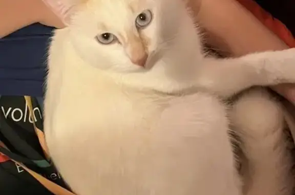 Chat perdu, Lotissement le Domaine de Bacchus, 1, Saint-Quentin-de-Baron - tout blanc avec du marron clair - photo