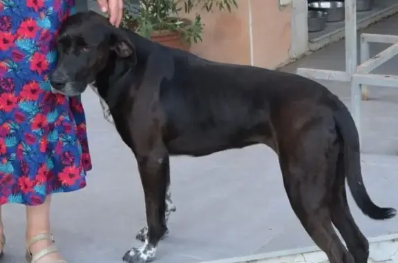 Perdu Chien Femme, Caumont-sur-Durance, Provence-Alpes-Côte d'Azur - Labrador croisée pointer pucée - photo