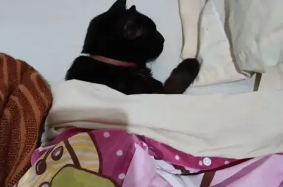 ¡Gato negro perdido en Andratx!