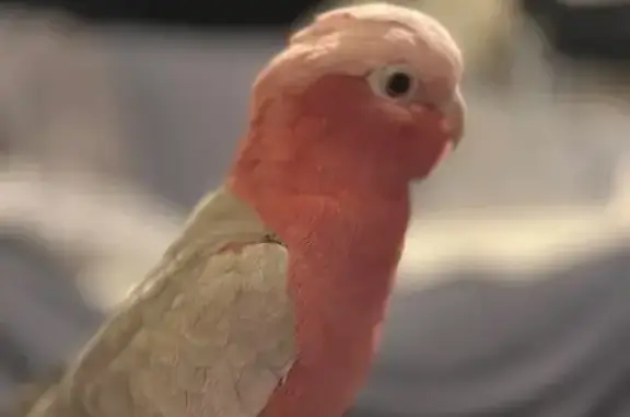 Lost pets Cockburn, photo: Lost Talkative Bird: Redmond Rd, Cockburn