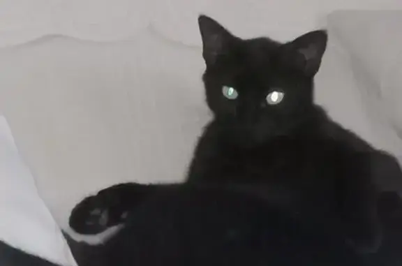 Animaux perdus Jonquières, photo: Perdu chat mâle, Lotissement les Ramades, 7, Jonquières - noir avec yeux verts