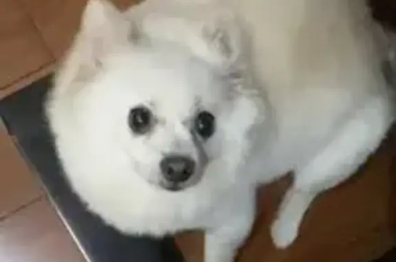 Lost pets Singapore, photo: Lost White Pomeranian in Lorong Marican