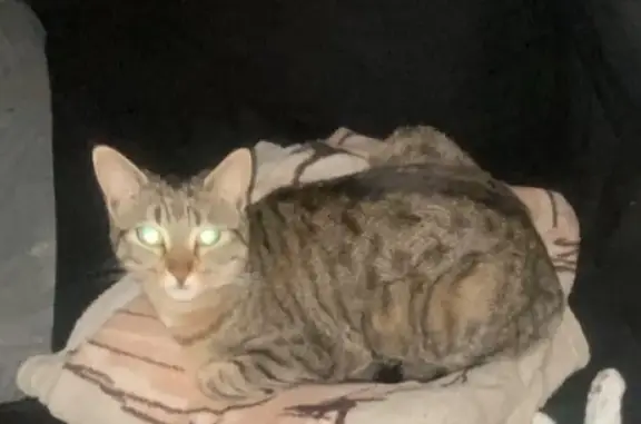 Animaux perdus Rochefort, photo: Perdu chat femelle, Rue des Boutons d'Or, Rochefort - tigrée et mince