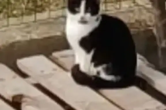 Perdu chat femelle, Rue des Moutouzes, Cussac-sur-Loire - noir et blanc, sociable - photo