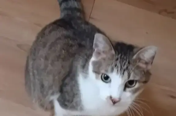 Chat perdu, Chauny, photo: Perdu chat homme, Rue Albert Einstein, Chauny - tigré roux avec poitrail et pattes blanches