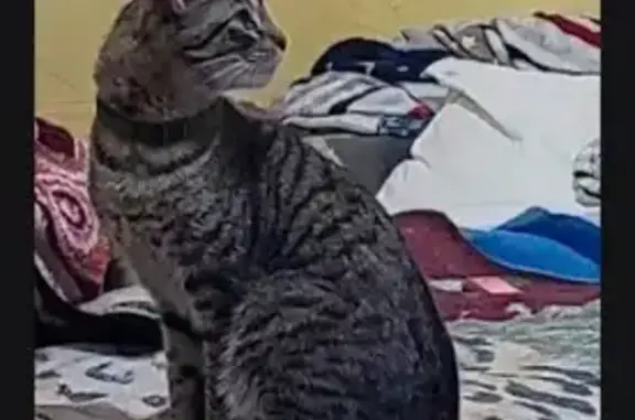 Lost Cat, Thrush Avenue, 1640, San Leandro - male tabby with green eyes - photo