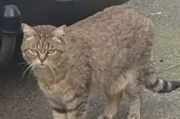 Animaux perdus Pontchâteau, photo: Perdu chat femme, Rue du Chardonneret, 15, Pontchâteau - très timide