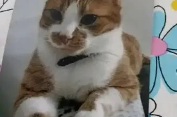 Chat disparu Garçon, Courrières (fl585855) - photo