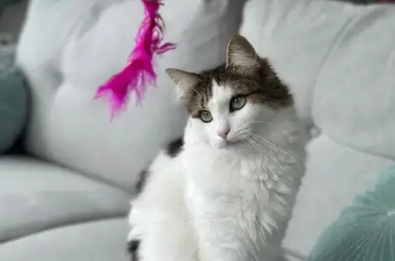 Animaux perdus Paris, photo: Perdu chat homme, Grande Rue, 501, Hauteroche, Paris - poils longs, blanc à taches noires