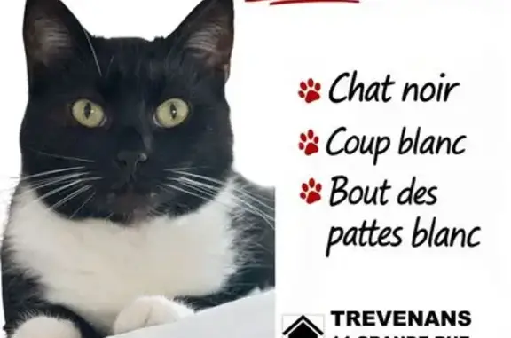 Chat perdu, Lyon, photo: Perdu chat mâle, Trévenans, Lyon - noir avec une tache blanche