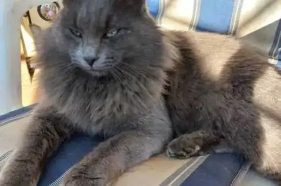 Gato Perdido en Sant Cugat: No Es Confiado