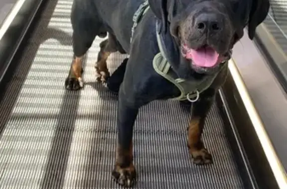 Lost pets Lane Cove, photo: Lost Medici: Friendly Black Mastiff Mix
