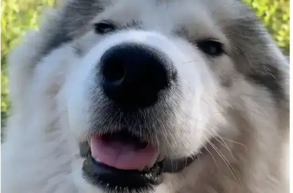 Мaламутка (кажуть схожа на хаскі але більша) сірого зі світлим окрасом, добра, контактна. Прохання повідомити місцезнаходження за винагороду.