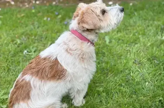 Animaux perdus Paris, photo: Perdu chien femelle, Chemin des Longchamps, Honfleur - chienne adorable avec collier rose