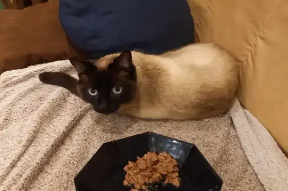 Animaux perdus Machecoul, photo: Perdu chat femelle, Route de Saint-Même, 32, Machecoul-Saint-Même - pelage beige, très peureuse