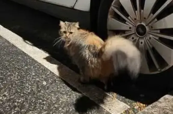 Chat trouvé Lyon 01, photo: Chat trouvé Fille, Lyon 01 (ff585871)