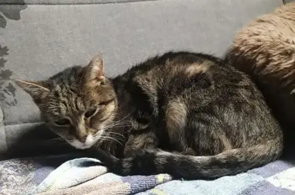 Chat perdu, Villié-Morgon, photo: Perdu chatte, Montmerle-sur-Saône, Villié-Morgon - tigrée marron, amaigrie