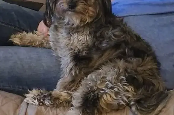 Missing dog Male, Commerce City (usl532242) - photo