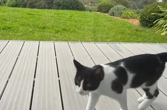 Animaux trouvés La Roche-Derrien, photo: Trouvé chat, Rue de la Rive, 14, La Roche-Jaudy, La Roche-Derrien - jeune chat noir et blanc
