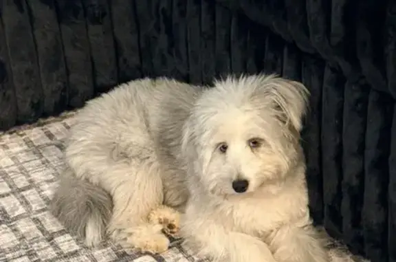 Lost Dog, Female, Ringgold, Georgia - very timid with blue eyes - photo