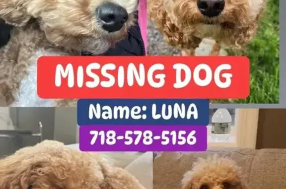 Lost and found pets Brooklyn, photo: Lost Собака, 12th Avenue, 3386, Brooklyn - brown/apricot with a white spot