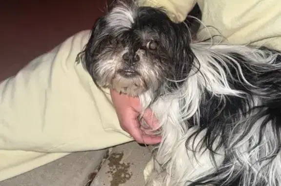 Lost and found pets Saratoga Springs, photo: Found Собака, Redwood Road, 1310, Saratoga Springs - no tags or collar