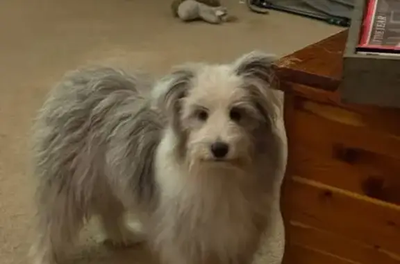 Lost собака, US-41, Ringgold - very timid - photo