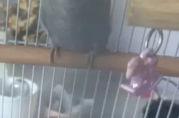 Lost pets , photo: Lost Baby Budgie: Pale Blue & Lemon