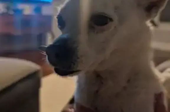 Lost Собака, Male, North Robson, 360, Mesa - deaf and going blind - photo