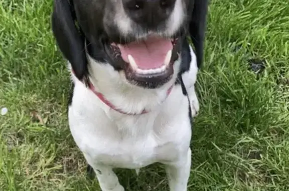 Lost Dog: Black & White on Hogbin Dr