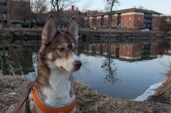 Lost and found pets Waukesha, photo: Lost Собака Female, Hinsdale Road, S23W22775, Waukesha - orange harness