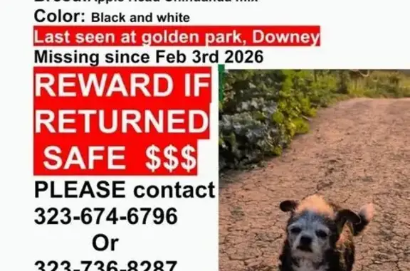 Lost Dog, Downey, California - Male with White Chest and Paws - photo