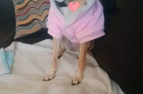 Lost and found pets Indianapolis, photo: Lost Собака, Rexmill Drive, 8002, Indianapolis - chihuahua jack russell mix