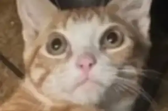 Lost Кошка, West 26th Street, 1235, San Bernardino - orange with white markings - photo