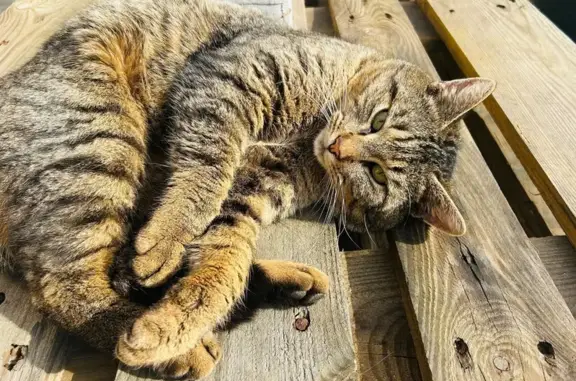 Animaux trouvés Essars, photo: Trouvé chat mâle, Essars, Hauts-de-France, Gouzon - couleur tigré, poil court