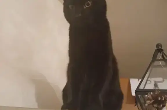 Perdu Chat mâle, Rue Jean Maréchal, 62, La Bonneville-sur-Iton - noir et très gourmand - photo