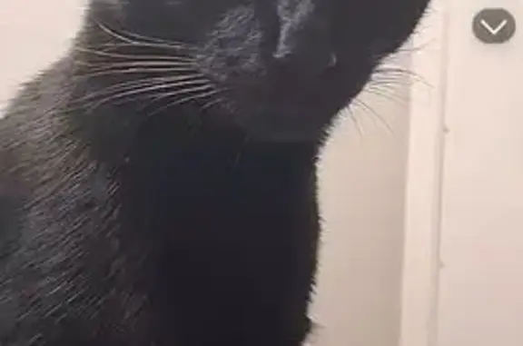 Lost and found pets Dallas, photo: Lost Кошка, Park Lane, 8538, Dallas - black medium straight hair