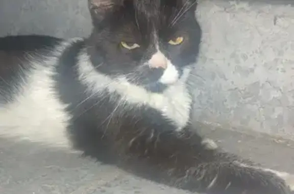 Perdu chat homme, Place Perrot de Verdun, Romans-sur-Isère - très câlin - photo
