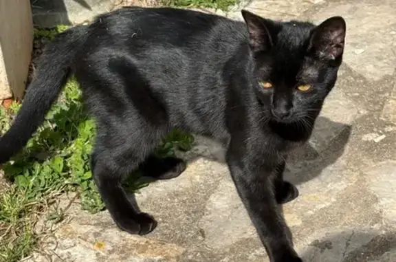 Chat trouvé Villemur-sur-Tarn, photo: Trouvé chat noir d'environ 6 mois, Rue Roland Garros, 4, Villemur-sur-Tarn