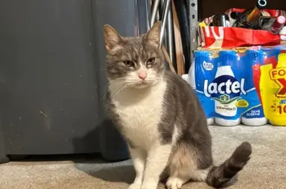Animaux trouvés Bruz, photo: Trouvé chat, Rue de la Chesnotière, 22, Bruz - gris et blanc, peureux mais câlin