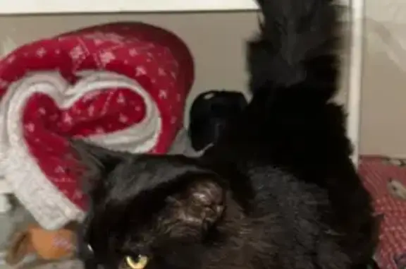 Gato Negro Perdido en La Romana: Cariñoso y Joven