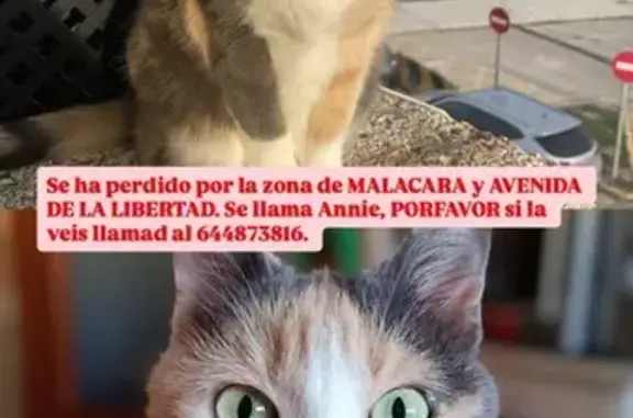 Gata Perdida: Tricolor y Golosa en Libertad 15A