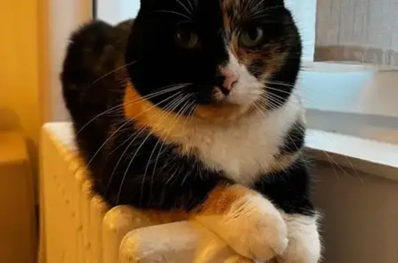 Perdu Chat femelle, Rue Marcellin Berthelot, Roubaix - écaille de tortue - photo