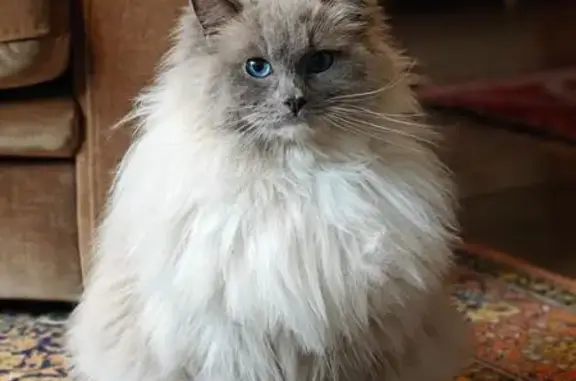 Perdu chat Ragdoll, Rue des Prés Lorets, Fontenay-sous-Bois - peureux, souvent caché - photo