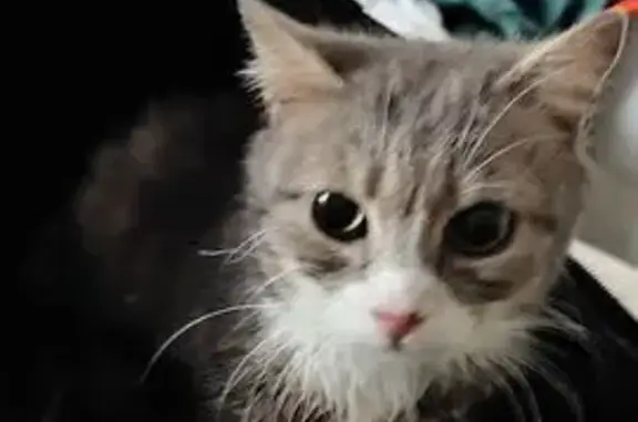 Animaux trouvés Juvigné, photo: Trouvé chat, La Croixille, Juvigné - gris noir et blanc sur la tête